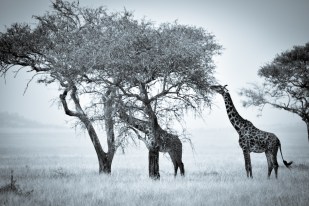 DSC_9132-Edited - Copy-Edited_.jpg