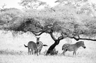 DSC_9279-Edited - Copy-Edited_.jpg