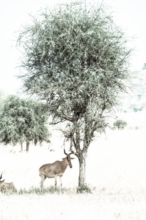 DSC_9698-Edited - Copy-Edited_.jpg